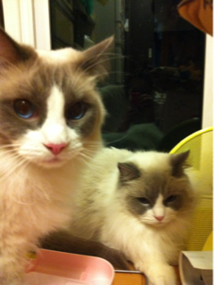 image-20120430150425.png