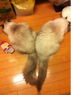 image-20120430162532.png