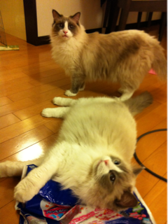 image-20120504200040.png