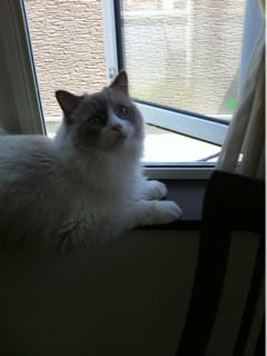 image-20120525115412.png