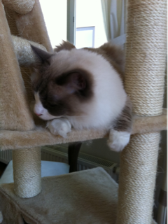image-20120525115607.png